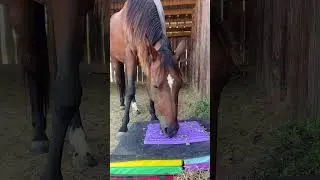 Anything can be a plate! Practicing eating off different surfaces in prep for horse enrichment toys
