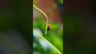 Prosumer l810 max macro videography. #macro #nature #insects #capcut #greenery #prosumerl810max
