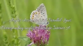 Geometry: Corresponding angles, Alternate angles and Co-interior angles.