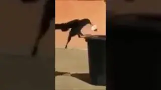 Environmental Friendly Crow. Learn from kaputu kaakkaa. #savetheworld #cleanenvironment