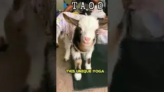 I'll surely try Goat Yoga  😍