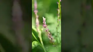 Cute little butterfly #nature #relaxing #butterfly