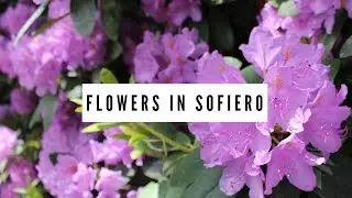 Flowers in Sofiero | IdaaVlogs