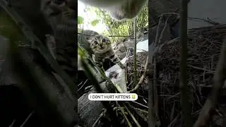 &ldquo;I&rsquo;m a villain not a monster&rdquo; 🐱#dailykitten #catcam #cutecat #catcam #catpov #catadventures #meow