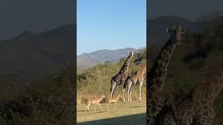 Mating season: stunning wildlife scenery #giraffe #impala #shorts