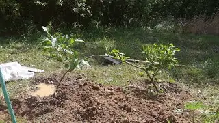 My dad planting an arched pear tree with roots at both ends (short video series: 1 of 7)