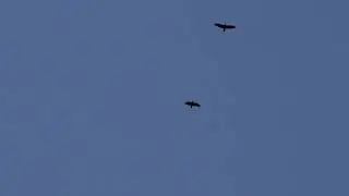 Flight At Dawn