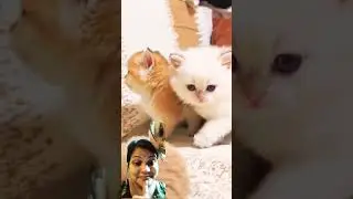 green screen with  @LilyJoy777 cute little cat #kitten #cat #cute #meow #cutekitty #kitty