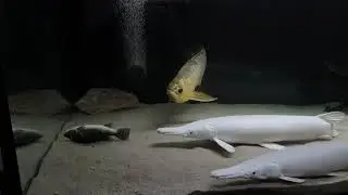 snow white Platinum Gar Alligatorhecht eat Cichla Intermedia, Arowana, Aquarium, Tank, 4 Meter