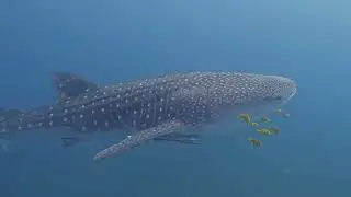 Majestic Sharks of Oman: Whale Sharks & Zebra Shark | Dive Safari with MyOman Explorer