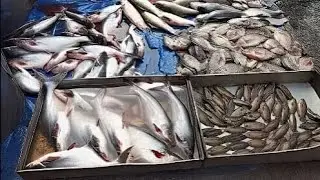Fish Market Today । মাছের বাজার