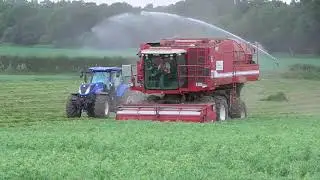 pea vining in the evening