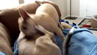 TARZAN & WYLIE FIGHT OVER THE LOVE SEAT!!!