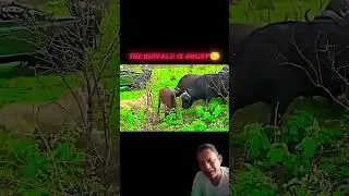 Lion vs buffalo #trending #animals #wildlife #lion #buffalo #shorts #shortsvideo #youtube