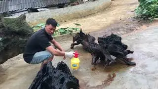 Hướng dẫn hút nhựa đen trong cây và tẩy trắng gỗ
