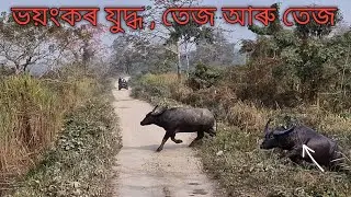 Wild Buffalo Fight in Jungle | Brutal & Real Scene | kaziranga national park wildlife vlog 