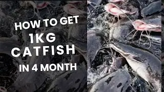 Get 1kg of catfish in 4 month 😳/feeding technique/catfish business