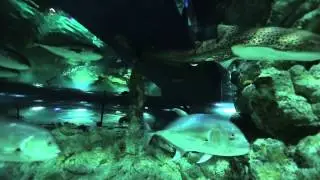 Aquatopia trailer