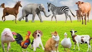 Farm Animal Food &ndash; Chicken, Cow, Pig, Goat, Rabbit, Dog & More | Animal Video