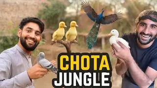 Chota Jungle 🐥 | Hamare Cute Pets Ka Maza Bhara Vlog | Village Life & Animal Care