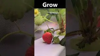 Hydroponic Strawberries in 15 Seconds