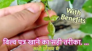 Can Bilva leaves Reduce Weight?☘ so what is the right way to eat 