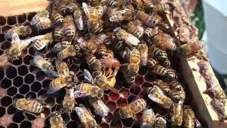 Pelea de abejas reinas