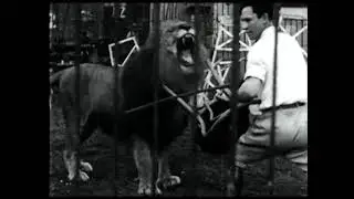 Lion Tamer