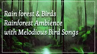 Rain forest & Birds | Rainforest Ambience with Melodious Bird Songs | Darkness Quest