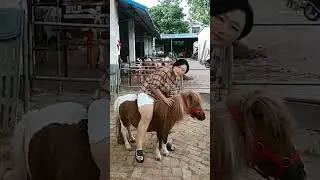Mini Horse Riding