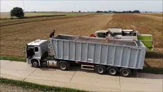 Bio Soja Ernte 2024 - Lutz Gemüsebau Knittelsheim / Neeb & Sohn GmbH Landau mit Claas Lexion 430