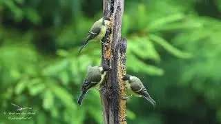 Great Tit (Parus major)