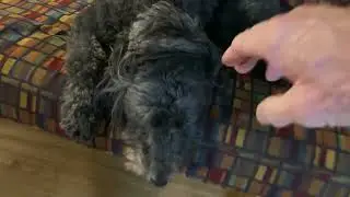 Luna Dog Studio