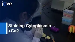 Staining Cytoplasmic Ca2+ With Fluo-4/AM In Apple Pulp l Protocol Preview