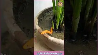 Eel Fish Farming 🪝 Fish Video 🎏 Fish Farming Video 🎣 #eel #fishing #fish #shorts