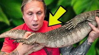 WHAT'S WRONG WITH MY GIANT LIZARDS (Elvis) LEG??  IT'S PARALYZED?? | BRIAN BARCZYK
