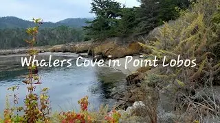 Point Lobos State Reserve ~ Whalers Cove Section 