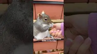Breakfast with Zippy #naturelovers #easterngreysquirrel #squirreladventures