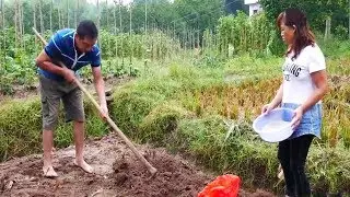 大清早，一家子下土种菜，忙完竟吃蛋炒饭配白菜！这就是农村生活【小小谭】