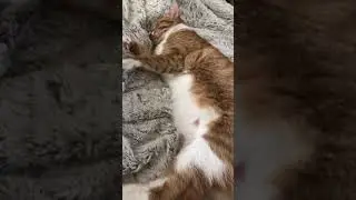 MY CAT PASSED OUT AFTER GETTING HER SHOTS ,  QUICK VIDEO