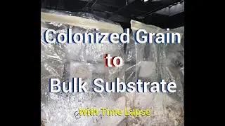 Blue Oyster Mushroom Bulk Substrate w/ Colonized Grain Spawn - Grow at Home - Timelapse at end