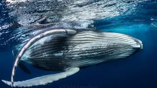 Trailer OCEAN SOULS I Pel&iacute;cula de apertura del PEFF 2021
