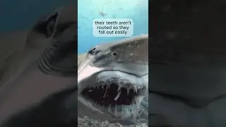 🦈 Sharks Replace 30,000 Teeth?! | Nature&rsquo;s Brutal Design 💥