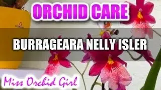 Orchid Care - Burrageara Nelly Isler