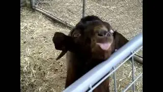 Funny Goat Noises! LOL