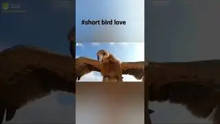 Eagle 🦅 🙏   #eagle   #video #viral #sikra  #youtubeshorts #viralvideo