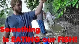 Trot lining for catfish EATEN ALIVE! - Trotliners (Ep.13)