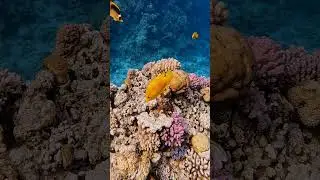 Crystal clear water, colorful coral reef, underwater world, sea animals, scubadiving in Egypt 🇪🇬
