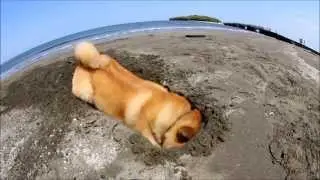 Maru on the beach　~It's my job~