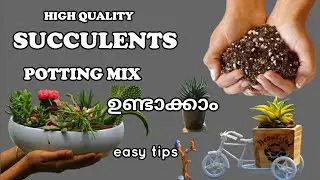 High quality succulent s potting mix making method easy tips step by step in malayalam